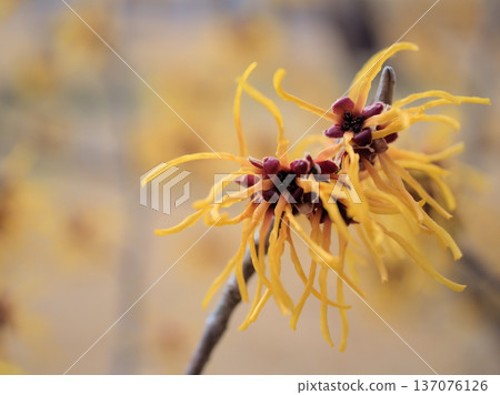 The lovely yellow flowers of Hamamelis intermedia "Elena" bloomed on a sunny February day 137076126