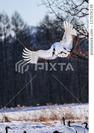 The graceful flight of a red-crowned crane descending onto a snowy field (Tsurui Village, Hokkaido) The graceful flight of a red-crowned crane descending onto a snowy field (Tsurui Village, Hokkaido) 137076136