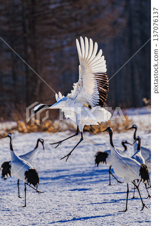 A flock of red-crowned cranes dancing in the great outdoors of Hokkaido's Tsurui Village A flock of red-crowned cranes dancing in the great outdoors of Hokkaido's Tsurui Village 137076137