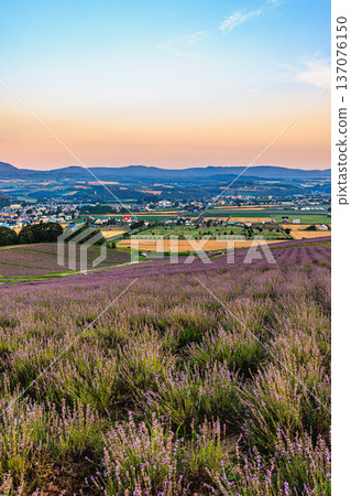 上富良野日之出公園的日出光芒與薰衣草色的山丘 137076150