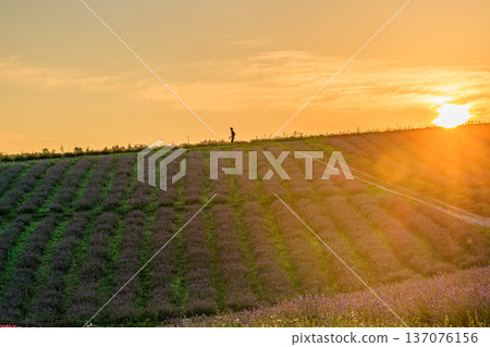 Lavender fields and hills at sunrise in Kamifurano's Hinode Park Lavender fields and hills at sunrise in Kamifurano's Hinode Park 137076156