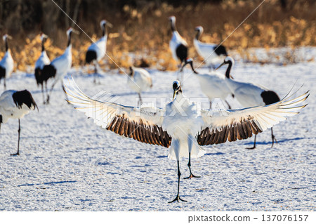 The graceful dance of red-crowned cranes in the snowy fields of Tsurui Village, Hokkaido 137076157