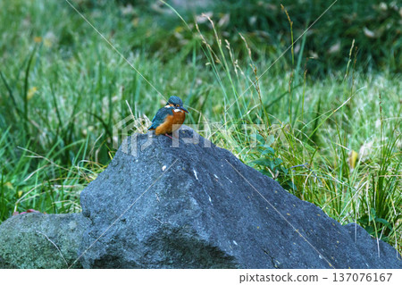 在東京看到的翠鳥：美麗的野生鳥類 137076167
