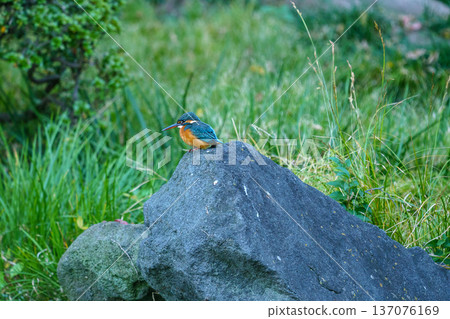 在東京看到的翠鳥：美麗的野生鳥類 137076169