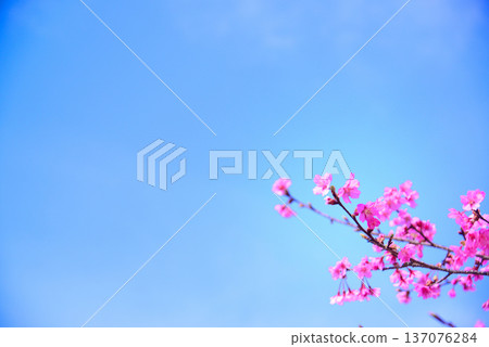 柔和的粉紅色河津櫻花 柔和的粉紅色河津櫻花 137076284