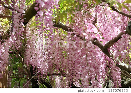 A landscape with wisteria's flowers A landscape with wisteria's flowers 137076353