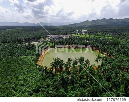 The aerial view is, shot by a drone, of an extensive plenty palm plantation with faded mountains in the background in Krabi, Thailand. The aerial view is, shot by a drone, of an extensive plenty palm plantation with faded mountains in the background in Krabi, Thailand. 137076369
