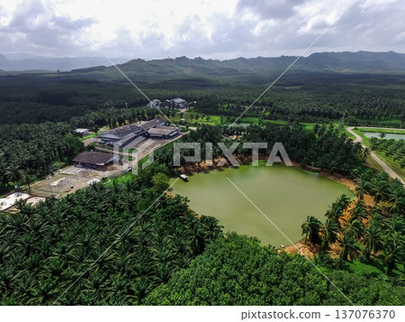 The aerial view is, shot by a drone, of an extensive plenty palm plantation with faded mountains in the background in Krabi, Thailand. The aerial view is, shot by a drone, of an extensive plenty palm plantation with faded mountains in the background in Krabi, Thailand. 137076370