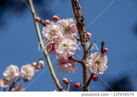 Close-up image of plum blossoms against the blue sky [Mu-Rui Shibori/Shibori-bloom type Close-up image of plum blossoms against the blue sky [Mu-Rui Shibori/Shibori-bloom type 137076574