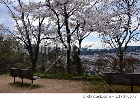 日本岐阜縣高山市中心，面向中橋方向，景色優美。櫻花盛開，公園長椅點綴其間。此景攝於城山公園。 137076578