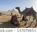 camel 137076651