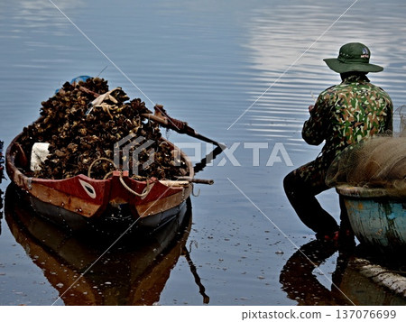 Vietnamese pearl farming Vietnamese pearl farming 137076699