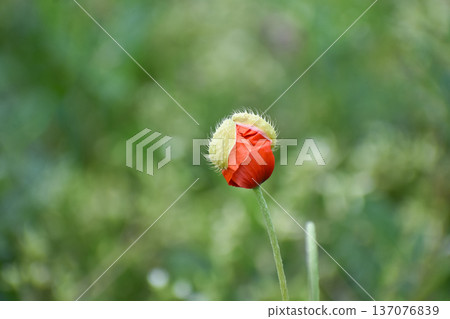 Long-headed poppy buds about to bloom 137076839