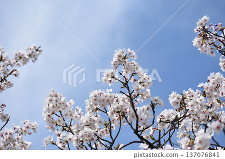 Cherry blossoms and blue sky Cherry blossoms and blue sky 137076841