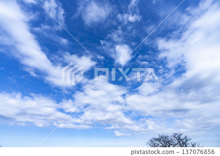 Blue sky, clouds and grove 137076856