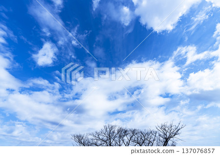 藍天,白雲和樹林 藍天,白雲和樹林 137076857