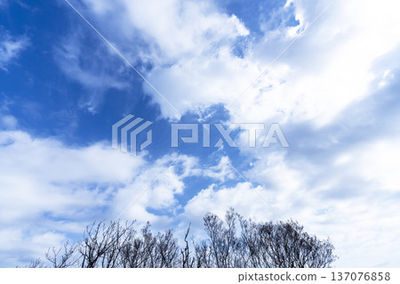 Blue sky, clouds and grove 137076858
