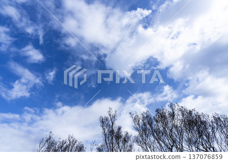 Blue sky, clouds and grove 137076859