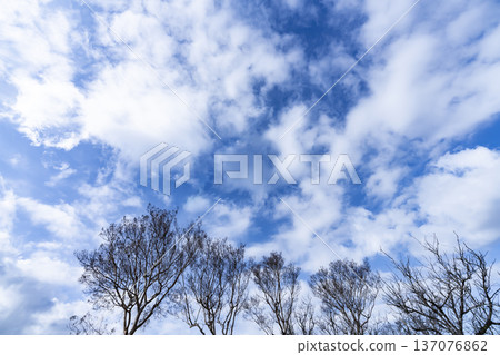 藍天,白雲和樹林 藍天,白雲和樹林 137076862