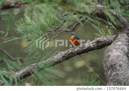 Kingfisher: A wild bird that can be seen in Tokyo's 23 wards Kingfisher: A wild bird that can be seen in Tokyo's 23 wards 137076884