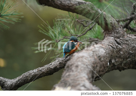 Kingfisher: A wild bird that can be seen in Tokyo's 23 wards Kingfisher: A wild bird that can be seen in Tokyo's 23 wards 137076885