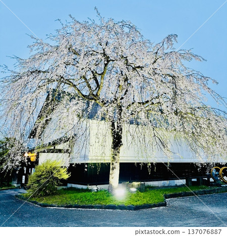 秋田縣角館的櫻花 137076887