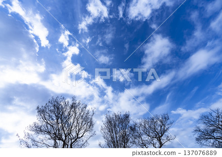 藍天，白雲和樹林 137076889