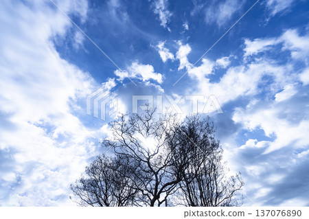 藍天,白雲和樹林 藍天,白雲和樹林 137076890