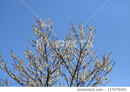 冬季公園盛開的白梅花 137076891