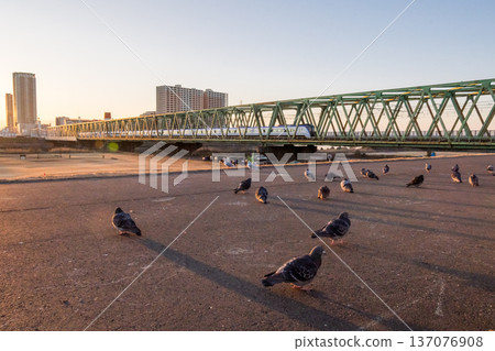 [Sobu Main Line] Early morning pigeons, black-headed gulls and the Azusa express train 137076908