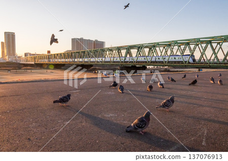 【總武本線】清晨的鴿子、黑頭鷗和梓號特快列車 【總武本線】清晨的鴿子、黑頭鷗和梓號特快列車 137076913