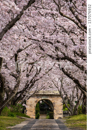 Temple gate nestled deep within a row of cherry blossom trees 137076932