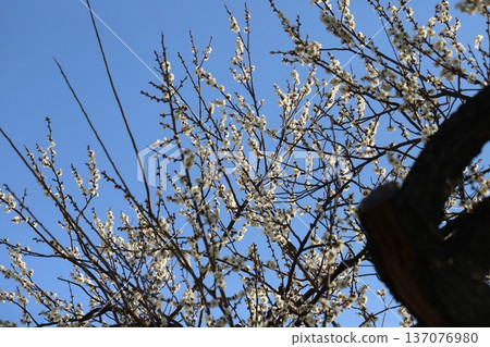 White plum blossoms blooming in a winter park White plum blossoms blooming in a winter park 137076980