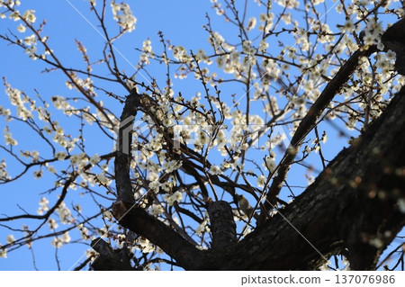 White plum blossoms blooming in a winter park White plum blossoms blooming in a winter park 137076986
