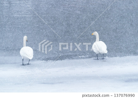 雪中的天鵝。寧靜的冬日水邊景色。青森縣回池。 雪中的天鵝。寧靜的冬日水邊景色。青森縣回池。 137076990