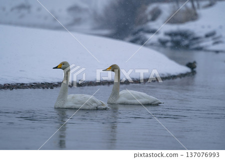 雪中的天鵝。寧靜的冬日水邊景色。青森縣回池。 137076993