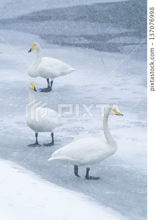 Swans in the snow. A quiet winter waterside scene. Mawari-ike Pond, Aomori Prefecture. 137076998