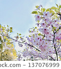 櫻花 137076999