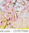 櫻花 137077000