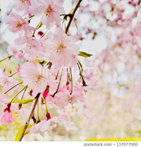 櫻花 137077000