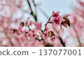 櫻花 137077001