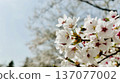 櫻花 137077002