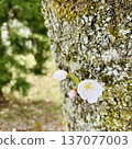櫻花 137077003