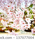 櫻花 137077004