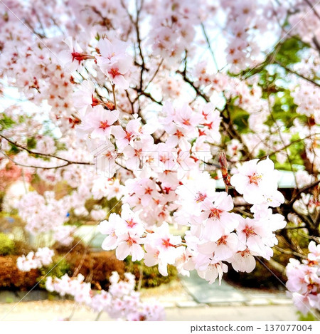 櫻花 137077004