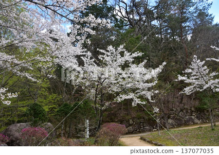 Cherry blossoms in full bloom at Shiroyama Park in Takayama City, Gifu Prefecture, Japan. Beautiful petals and promenade in spring. 137077035
