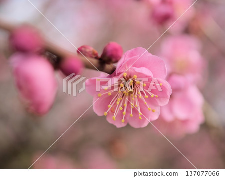 在二月一個陽光明媚的日子裡，「紅南莊木」美麗的紅色梅花盛開了。 137077066