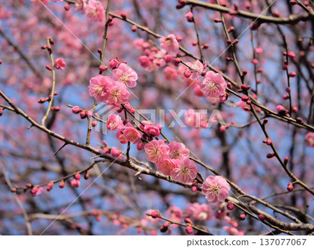 在二月一個陽光明媚的日子裡，「紅南莊木」美麗的紅色梅花盛開了。 137077067