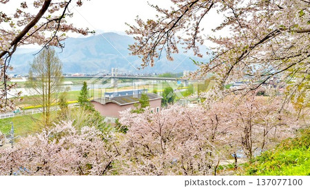 飯山城公園（長野縣）的櫻花 137077100