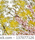 櫻花和鵯 137077126